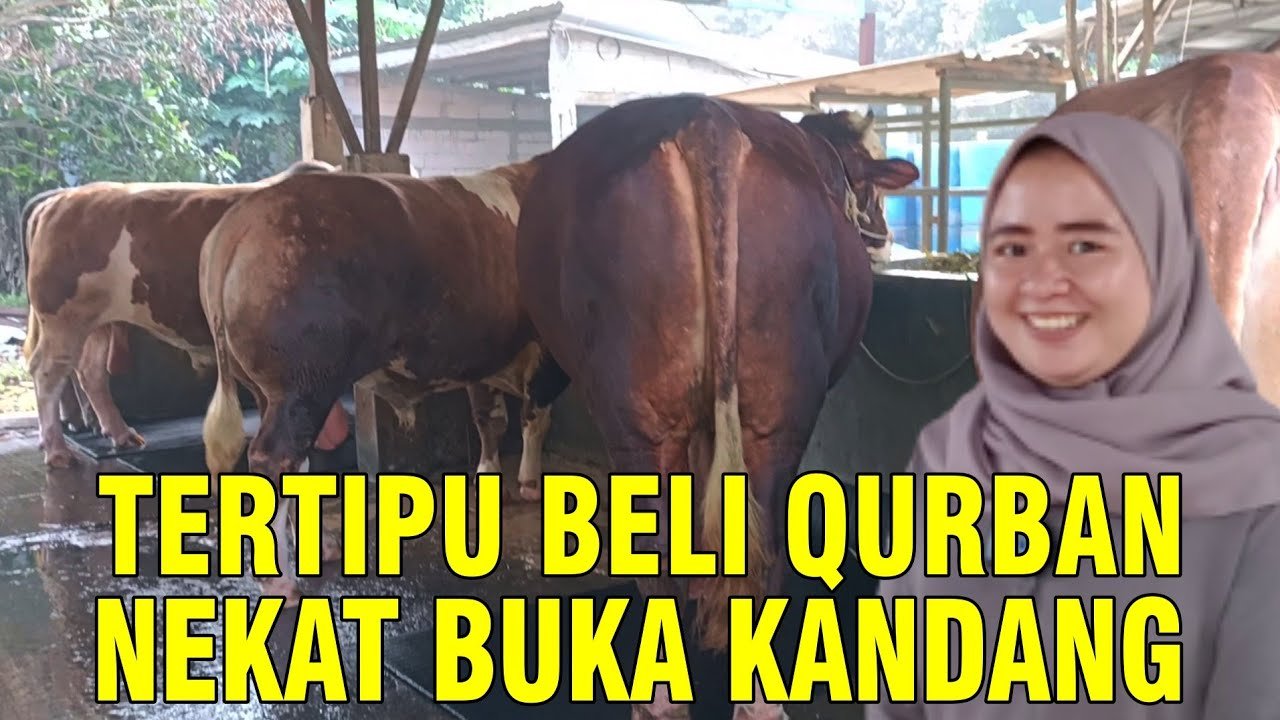 
                                 Tertipu-Beli-Sapi-Qurban-Berujung-Membuka-Peternakan-Sendiri